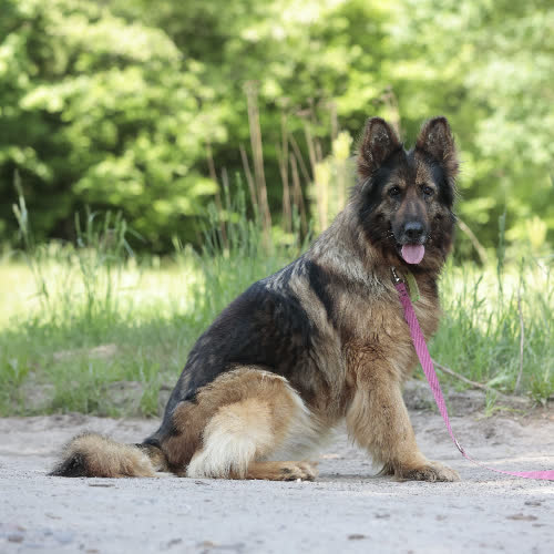 Psy ze schroniska do adopcji Sardynka