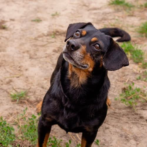 Psy ze schroniska do adopcji Tobi