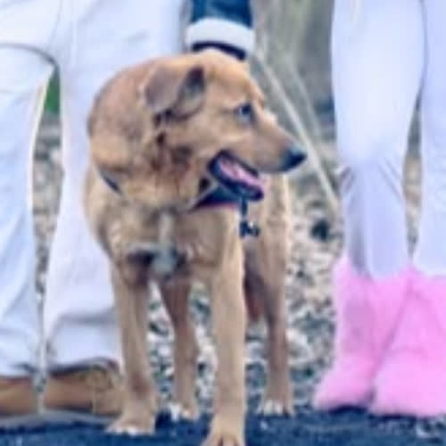 Psy ze schroniska do adopcji Skarbek