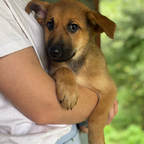 Psy ze schroniska do adopcji DAKTYL