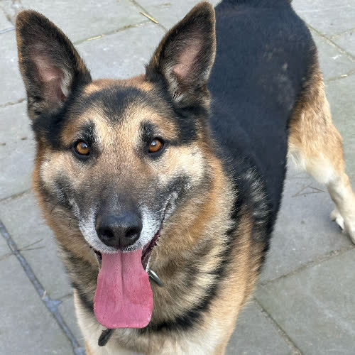 Psy ze schroniska do adopcji Ługi