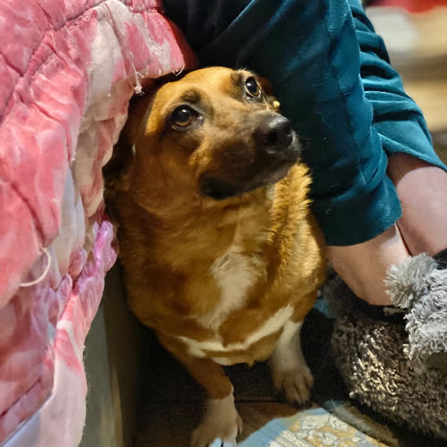 Psy ze schroniska do adopcji Sara
