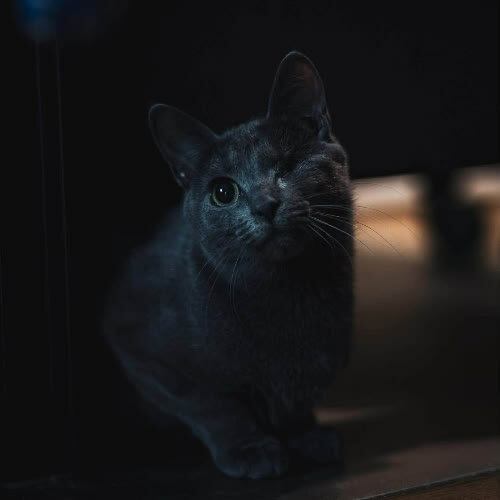 Koty ze schroniska do adopcji Bobo