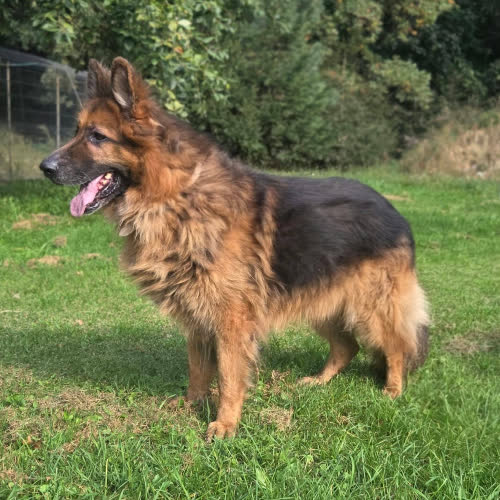 Psy ze schroniska do adopcji Owczarek Rex