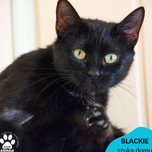 Koty ze schroniska do adopcji Blackie