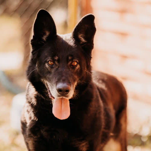 Psy ze schroniska do adopcji Hermes