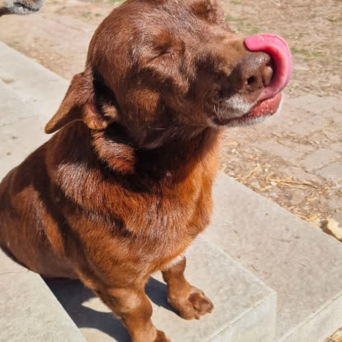 Psy ze schroniska do adopcji Tofik