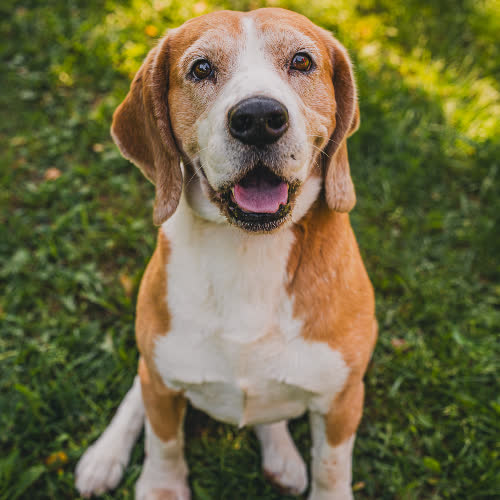 Psy ze schroniska do adopcji  Beagle Kostek 