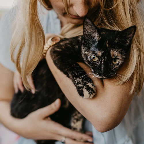 Koty ze schroniska do adopcji Śliwka