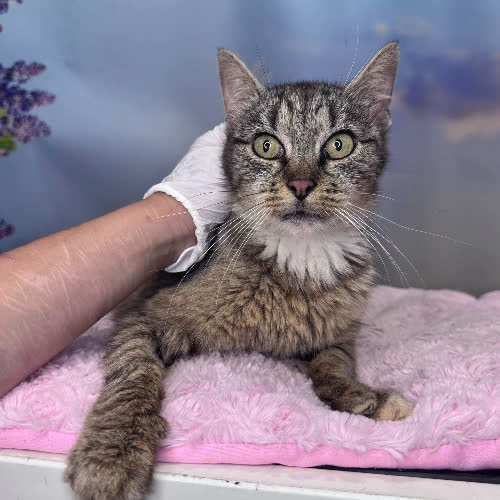 Koty ze schroniska do adopcji B108