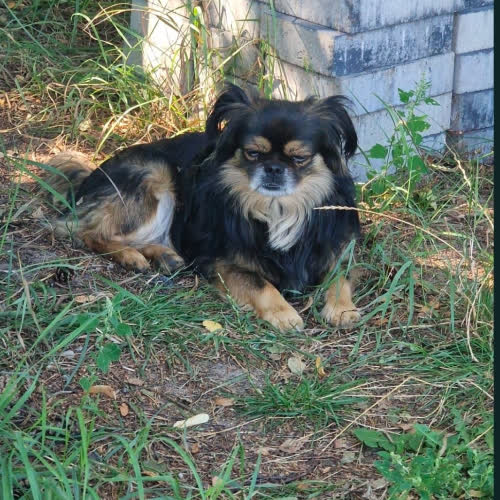 Psy ze schroniska do adopcji Pekinczyk