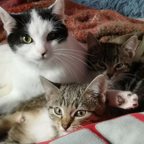 Koty ze schroniska do adopcji Bajka