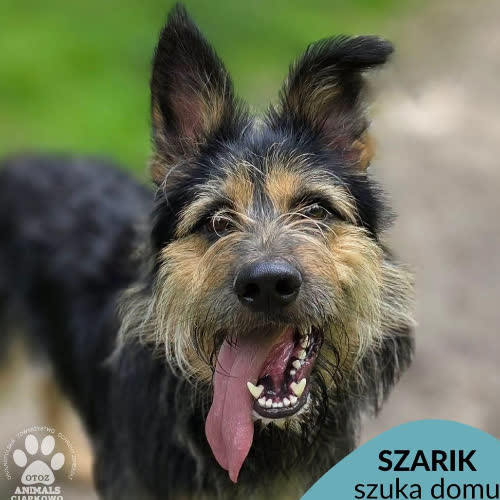 Psy ze schroniska do adopcji Szarik