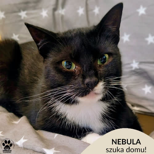Koty ze schroniska do adopcji Nebula