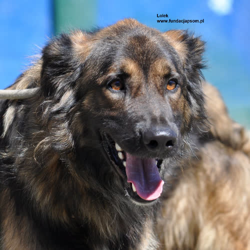 Psy ze schroniska do adopcji Lolek