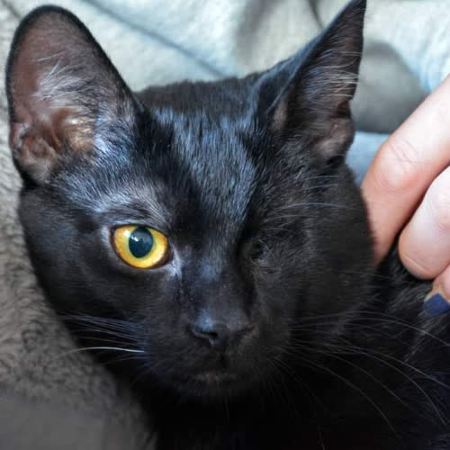 Koty ze schroniska do adopcji Negri