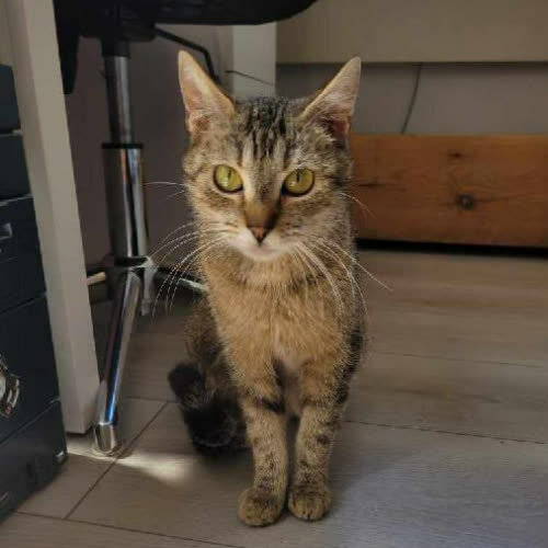 Koty ze schroniska do adopcji Rysia