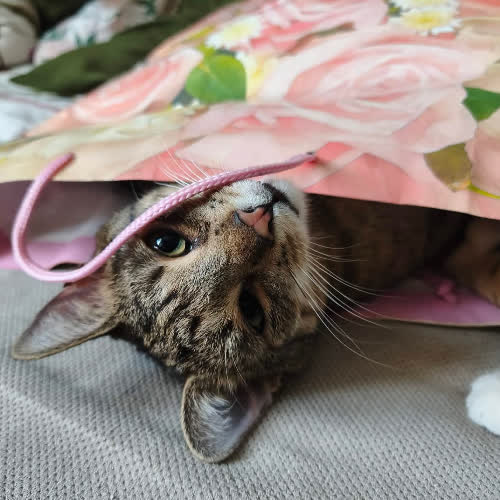 Koty ze schroniska do adopcji Eddie