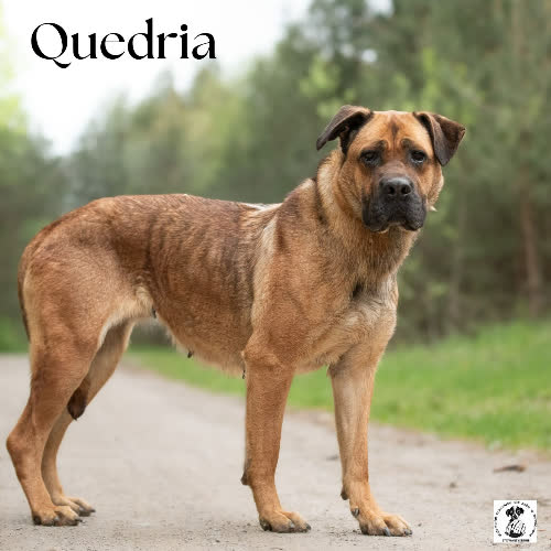Psy ze schroniska do adopcji Kochana QUEDRIA