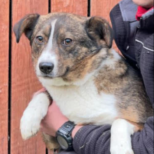Psy ze schroniska do adopcji Zunia