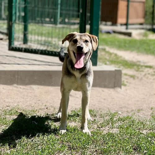 Psy ze schroniska do adopcji Pusia