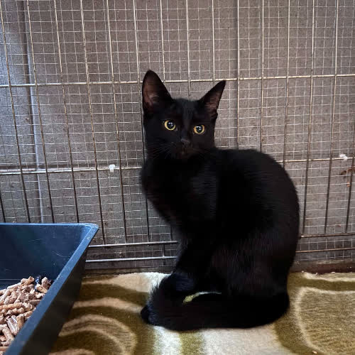 Koty ze schroniska do adopcji Nora