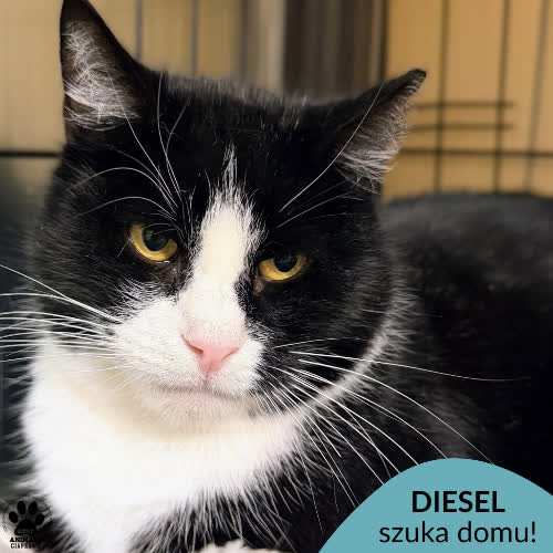 Koty ze schroniska do adopcji Diesel