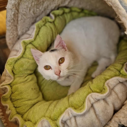 Koty ze schroniska do adopcji Dove