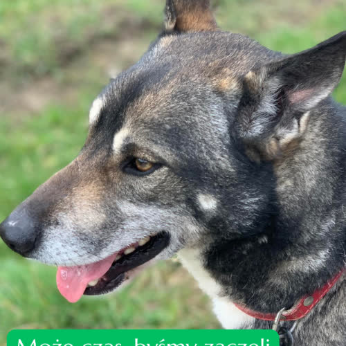 Psy ze schroniska do adopcji Kajtuś