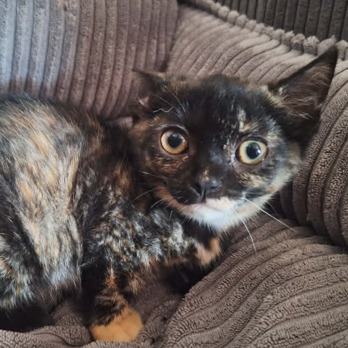 Koty ze schroniska do adopcji Tęcza