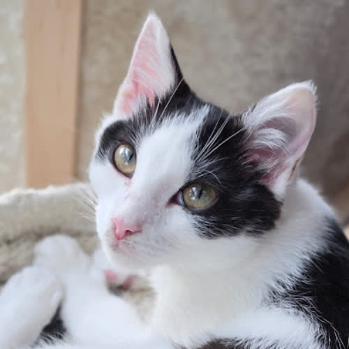 Koty ze schroniska do adopcji Strzyga 