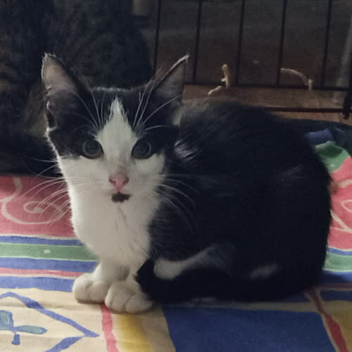 Koty ze schroniska do adopcji Gage