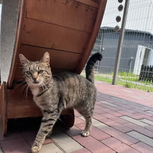 Koty ze schroniska do adopcji Zenio