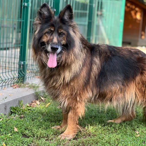 Psy ze schroniska do adopcji Etna