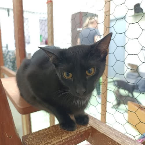 Koty ze schroniska do adopcji Gizmo