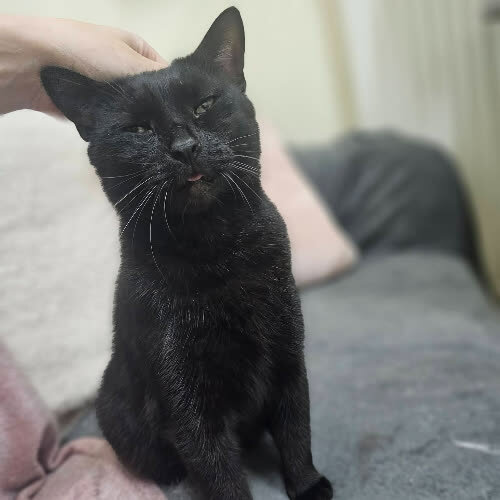 Koty ze schroniska do adopcji Bronka