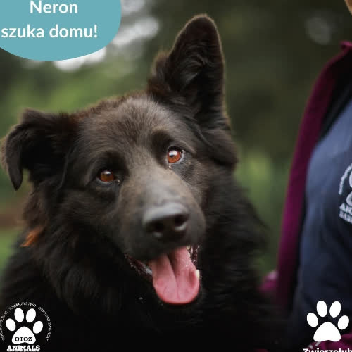 Psy ze schroniska do adopcji Neron