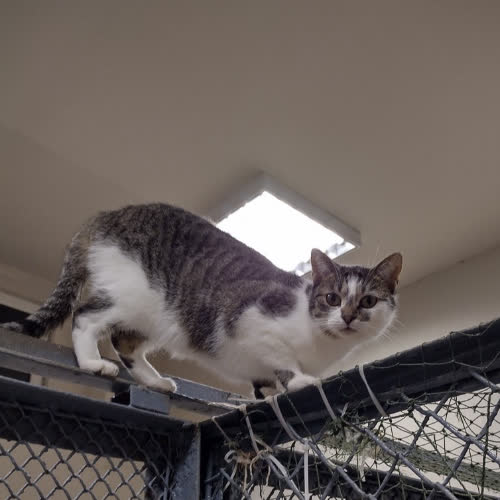 Koty ze schroniska do adopcji Jeżyna