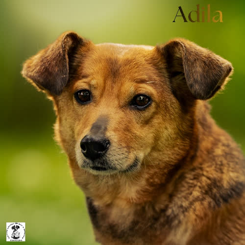 Psy ze schroniska do adopcji Łagodna ADILA