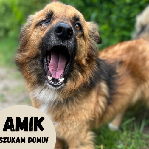 Psy ze schroniska do adopcji Amik