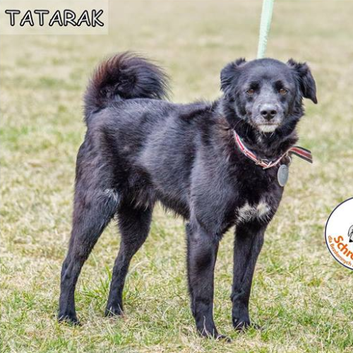 Psy ze schroniska do adopcji Tatarak