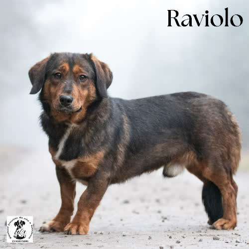 Psy ze schroniska do adopcji Uważny RAVIOLO