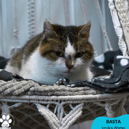 Koty ze schroniska do adopcji Basta