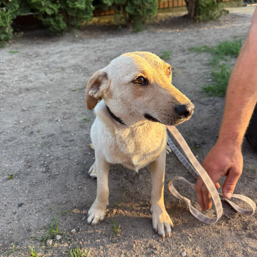Psy ze schroniska do adopcji Tosia