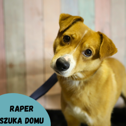 Psy ze schroniska do adopcji Raper