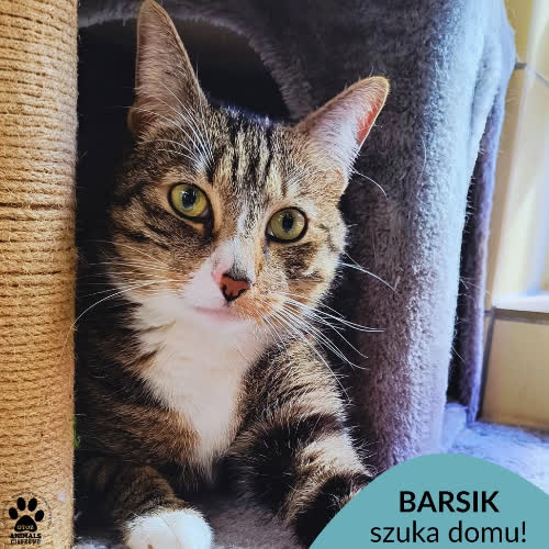 Koty ze schroniska do adopcji Barsik
