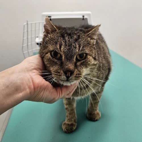 Koty ze schroniska do adopcji Dziadziuś