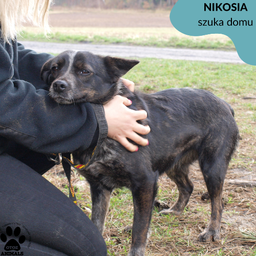 Psy ze schroniska do adopcji Nikosia