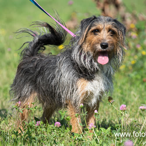 Psy ze schroniska do adopcji Daks