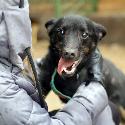 Psy ze schroniska do adopcji Neo